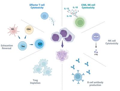 The graft versus leukemia effect: donor lymphocyte infusions and cellular therapy